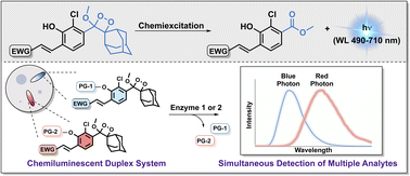 Graphical abstract: Chemiluminescent duplex analysis using phenoxy-1,2-dioxetane luminophores with color modulation