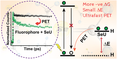 Graphical abstract: Critical assessment of selenourea as an efficient small molecule fluorescence quenching probe to monitor protein dynamics