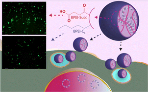 Graphical abstract: Balancing gene transfection and cytotoxicity of nucleic acid carriers with focus on ocular and hepatic disorders: evaluation of hydrophobic and hydrophilic polyethyleneimine derivatives