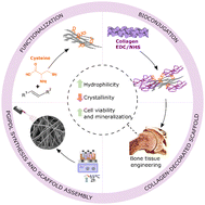 Graphical abstract: Collagen-decorated electrospun scaffolds of unsaturated copolyesters for bone tissue regeneration