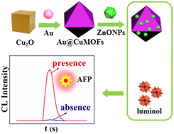 Graphical abstract: A novel chemiluminescence sensor for alpha-fetoprotein detection based on an aptamer–luminol modified magnetic graphene oxide and copper-based MOF composite