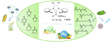 Graphical abstract: Versatile NHC-based zinc and magnesium complexes for the synthesis and chemical recycling of aliphatic polyesters and polycarbonates