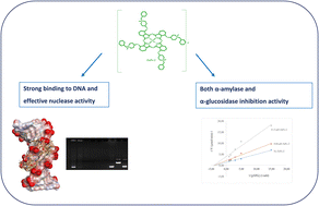Graphical abstract: Synthesis, characterization, DNA interaction, molecular docking, and α-amylase and α-glucosidase inhibition studies of a water soluble Zn(ii) phthalocyanine