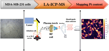 Graphical abstract: Quantitative determination and subcellular mapping of Pt-based drugs in single breast tumour cells via laser ablation-ICP-mass spectrometry
