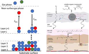 Graphical abstract: Kinetic multilayer models for surface chemistry in indoor environments