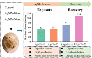 Graphical abstract: Metabolomics reveals the mechanism of persistent toxicity of AgNPs at environmentally relevant concentrations to Daphnia magna