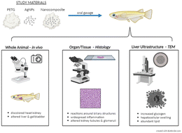 Graphical abstract: Morphologic alterations across three levels of biological organization following oral exposure to silver-polymer nanocomposites in Japanese medaka (Oryzias latipes)