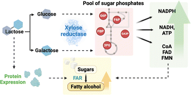 Graphical abstract: Enhancement of essential cofactors for in vivo biocatalysis