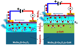 Graphical abstract: Unveiling the synergic potential of dual junction MoSe2/n-Ga2O3/p-GaN heterojunctions for ultra-broadband photodetection