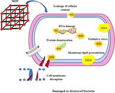 Graphical abstract: Enhanced antibacterial activity of a novel silver-based metal organic framework towards multidrug-resistant Klebsiella pneumonia