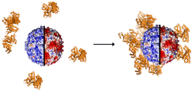 Graphical abstract: Systematic probing of protein adsorption on protein-based nanoparticles in dependence of the particle surface charge