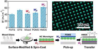 Graphical abstract: Transfer printing of perovskite nanocrystal self-assembled monolayers via controlled surface wettability