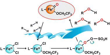 Graphical abstract: An effective and selective non-heme iron-catalyzed hydroxylation of alkane C–H bonds