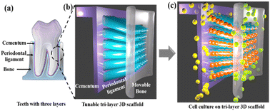 Graphical abstract: Direction-oriented fiber guiding with a tunable tri-layer-3D scaffold for periodontal regeneration