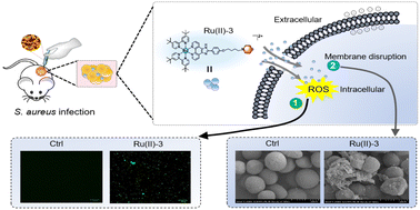 Graphical abstract: Morpholine-modified Ru-based agents with multiple antibacterial mechanisms as metalloantibiotic candidates against Staphylococcus aureus infection