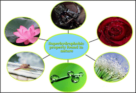 Graphical abstract: A review on recent progress and techniques used for fabricating superhydrophobic coatings derived from biobased materials