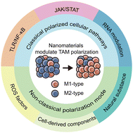 Graphical abstract: Nanomaterials in modulating tumor-associated macrophages and enhancing immunotherapy