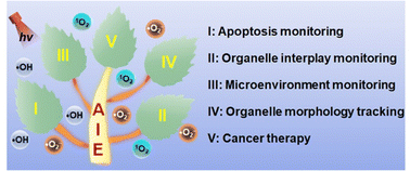 Graphical abstract: Dual-/multi-organelle-targeted AIE probes associated with oxidative stress for biomedical applications