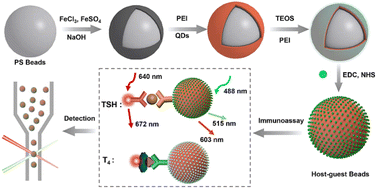 Graphical abstract: Controlled fabrication of novel magneto-fluorescent encoded microspheres with host–guest structures for simultaneous detection of thyroxine and thyroid stimulating hormone