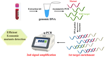 Graphical abstract: A universal approach for mutation identification with a DNA probe–enzyme combination platform