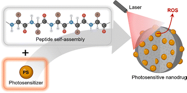 Graphical abstract: Peptide self-assembly meets photodynamic therapy: from molecular design to antitumor applications