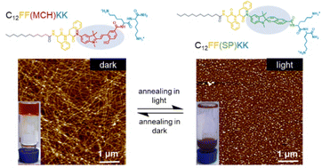 Graphical abstract: Photoswitchable supramolecular self-assembly of amphiphilic peptides enabled by backbone-integrated spiropyran