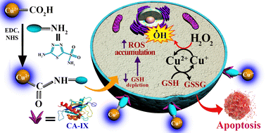 Graphical abstract: Carbonic anhydrase-IX targeted copper-doped carbon dots as a theranostic probe for treating triple negative breast cancer