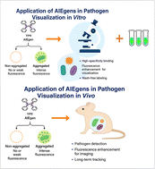 Graphical abstract: AIEgens for in vitro and in vivo pathogen visualization