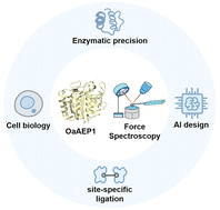 Graphical abstract: OaAEP1-dependent enzymatic protein ligation and immobilization for single-molecule force spectroscopy