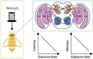 Graphical abstract: Nano-La2O3 undermines honeybee cognition by invading the brain and accelerating neuronal apoptosis