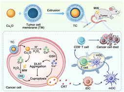 Graphical abstract: Bionic nanomedicines for microwave-triggered cuproptosis to enhance cancer immunotherapy