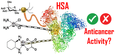 Graphical abstract: The impact of albumin conjugation on the cytotoxic properties of cisplatin, oxaliplatin and auranofin in cancer cells