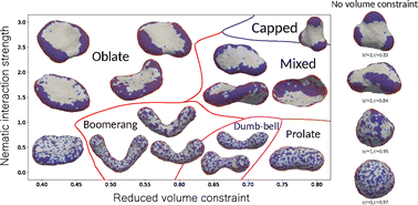 Graphical abstract: Coupling anisotropic curvature and nematic order: mechanisms of membrane shape remodeling