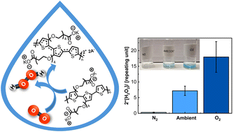Graphical abstract: Autonomous aqueous H2O2 production with a carboxylate-functionalized polythiophene