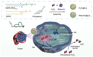 Graphical abstract: Impairing antioxidant protection by diminishing hyaluronic acid using nanoliposomes for tumor therapy