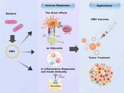 Graphical abstract: Bacterial outer membrane vesicles in immune modulation: from mechanisms to applications