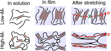Graphical abstract: Molecular weight optimization for intrinsically stretchable conjugated polymers: from film microstructure to strain-insensitive performance