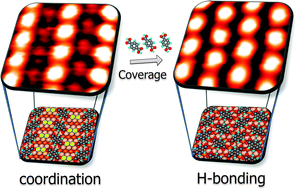 Graphical abstract: Varying molecular interactions by coverage in supramolecular surface chemistry