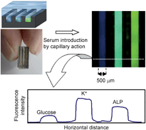 Graphical abstract: Bulk- and surface-modified combinable PDMS capillary sensor array as an easy-to-use sensing device with enhanced sensitivity to elevated concentrations of multiple serum sample components
