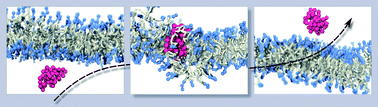 Graphical abstract: Homo-polymers with balanced hydrophobicity translocate through lipid bilayers and enhance local solvent permeability