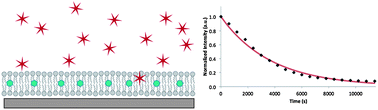 Graphical abstract: Physical and chemical modifications of lipid structures to inhibit permeation of free radicals in a supported lipid membrane model