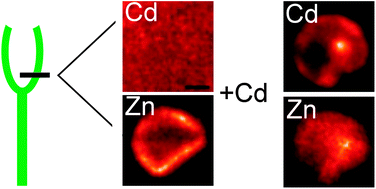 Graphical abstract: Different strategies of cadmium detoxification in the submerged macrophyte Ceratophyllum demersum L.