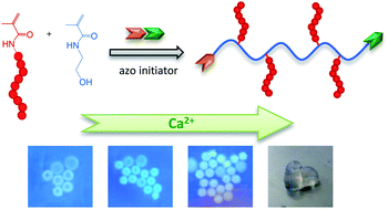 Graphical abstract: RAFT copolymerization of alginate-derived macromonomers – synthesis of a well-defined poly(HEMAm)-graft-(1→4)-α-l-guluronan copolymer capable of ionotropic gelation