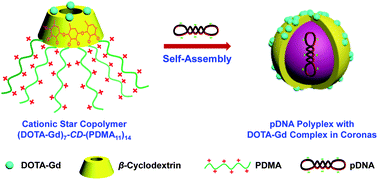 Graphical abstract: Asymmetrically functionalized β-cyclodextrin-based star copolymers for integrated gene delivery and magnetic resonance imaging contrast enhancement