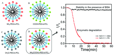 Graphical abstract: Effects of the surface charge on the stability of PEG-b-PCL micelles: simulation of the interactions between charged micelles and plasma components