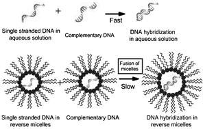 Graphical abstract: Natural or synthetic nucleic acids encapsulated in a closed cavity of amphiphiles