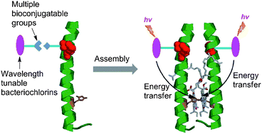 Graphical abstract: Palette of lipophilic bioconjugatable bacteriochlorins for construction of biohybrid light-harvesting architectures