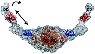 Graphical abstract: Insights into the function of trans-acyl transferase polyketide synthases from the SAXS structure of a complete module