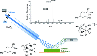 Graphical abstract: Speciation and decomposition pathways of ruthenium catalysts used for selective C–H hydroxylation