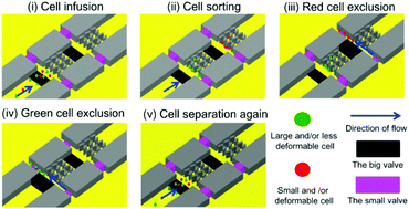 Graphical abstract: Deformability and size-based cancer cell separation using an integrated microfluidic device